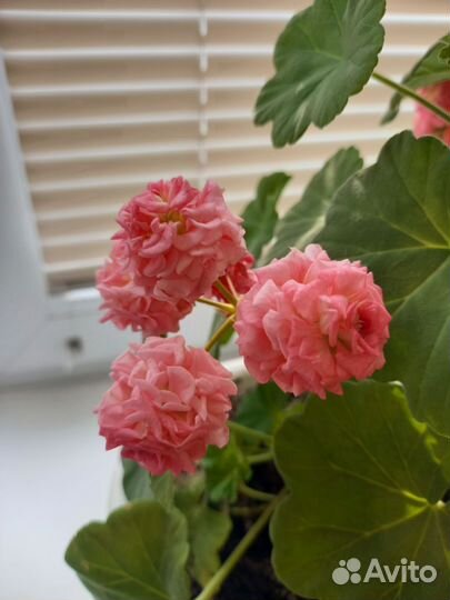 Пеларгония герань Grainger's Antique Rose