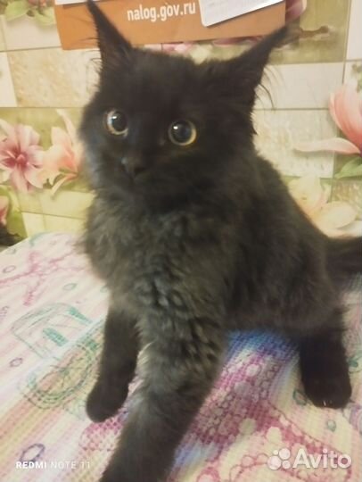 Котенок