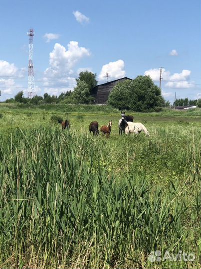 Конный клуб приглашает на постой