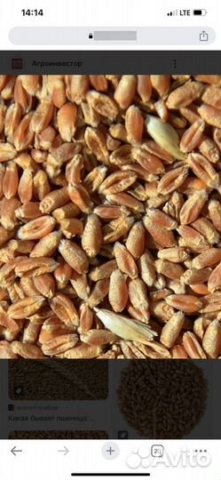 Пшеница опт и розница