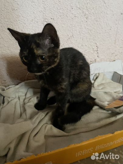 Котенок в добрые руки