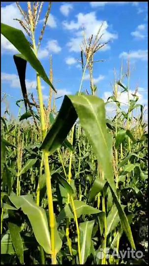 Силос кукурузный