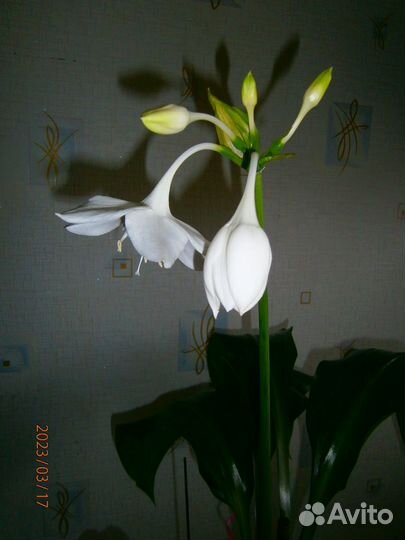 Комнатные цветы. Эухарис (Амазонская лилия)