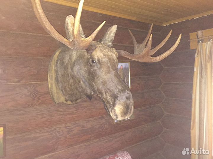 Услуги по организации рыбалки и охоты