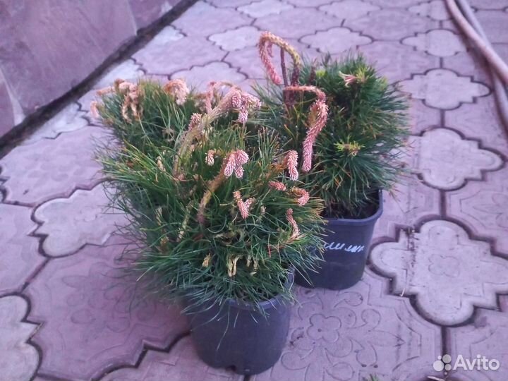 Туи, можжевельники в асте