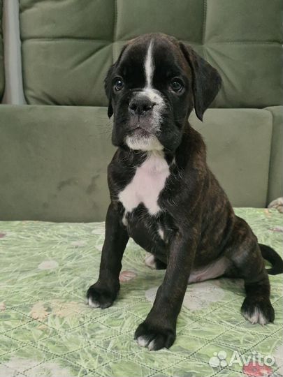 Боксер мальчик