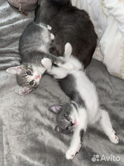Котята в добрые руки даром