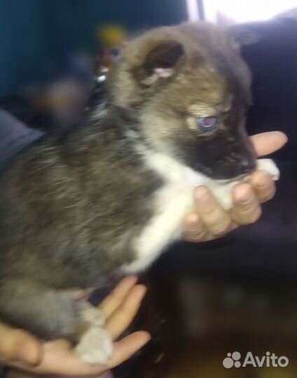 Щенки в добрые руки