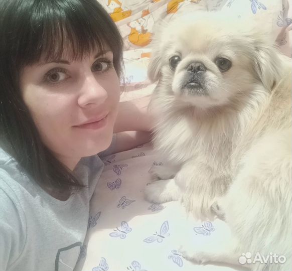 Вязка пекинеса)