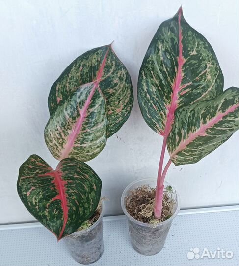 Aglaonema