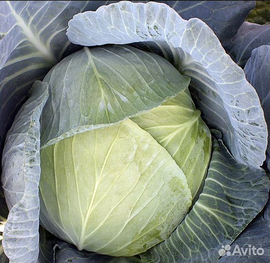 Капуста свежая