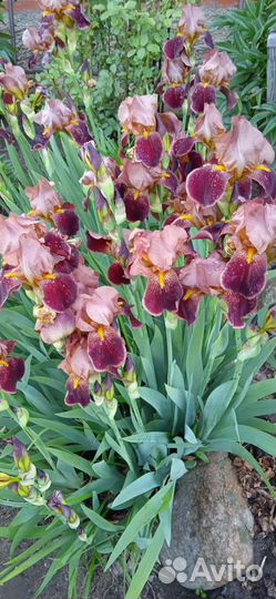 Ирис сортовой