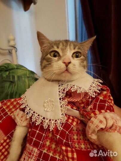 Помесь британского кота