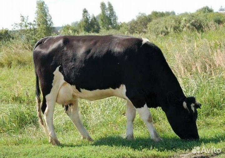 Продаётся корова