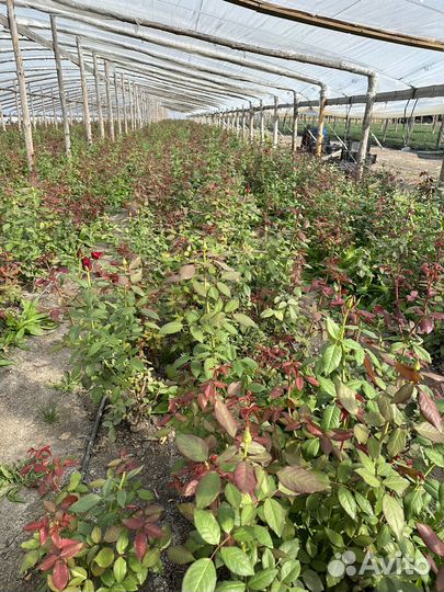 Роза сорт Эксплорэр