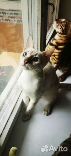 Бенгальский котенок