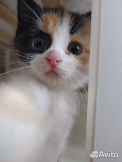Трехцветный котенок девочка