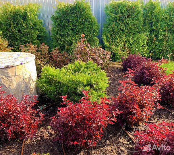 Хвойные и кустарники