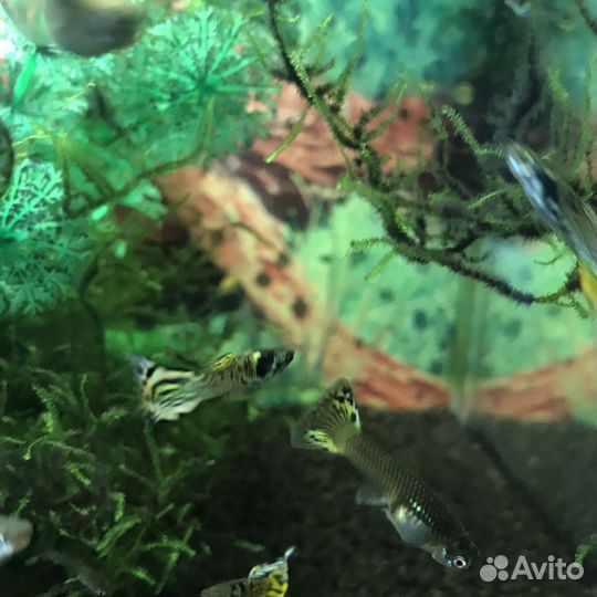 Леопардовые рыбки гуппи