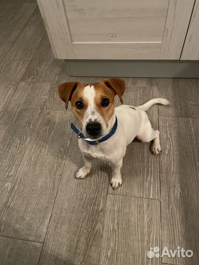 Вязка джек Рассел терьер