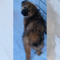 Немецкая овчарка, щенок