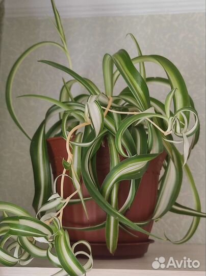 Хлорофитум бонни