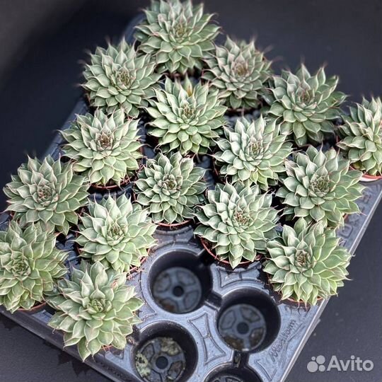 Суккуленты оптом