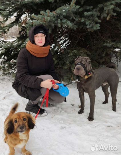 Домашняя передержка животных