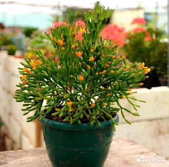 Хатиора - суккулент