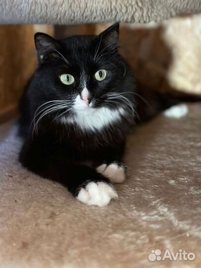 Малышка Асти ждёт вас в приюте