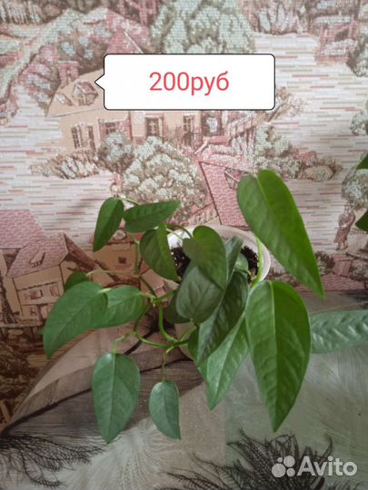 Комнатные цветы