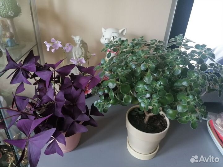 Оксалис фиолетовый