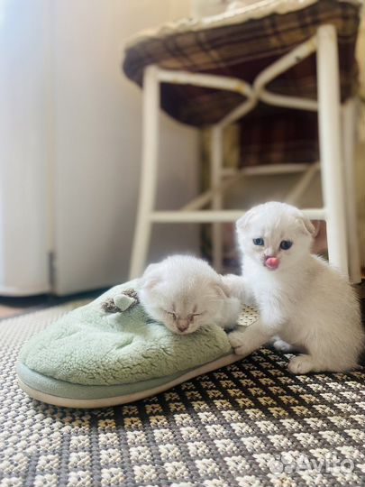 Шотландские котята скотиш