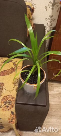 Панданус пальма