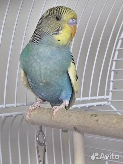 Птенцы волнистый попугай