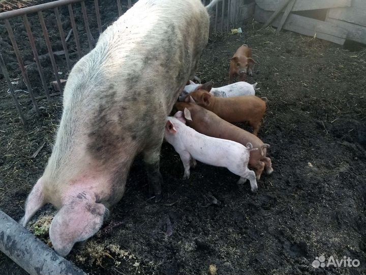 Месячные Поросята дюрок-белая