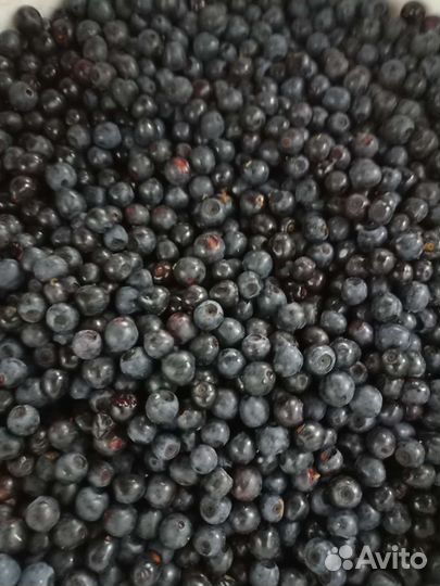 Черника цена за литр в наличии