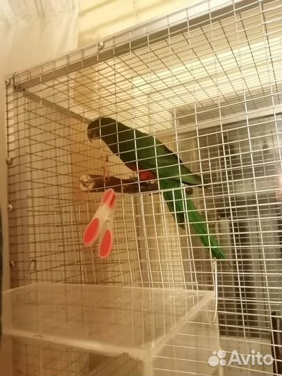 Королевский попугай