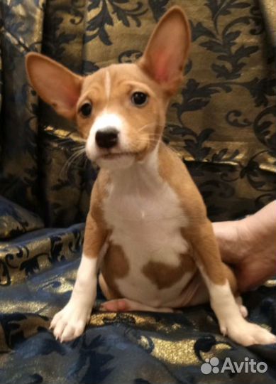 Щенки басенджи