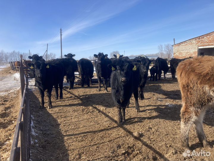 Продаются телки абердино-ангус