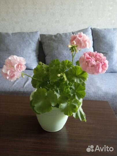 Денежное дерево