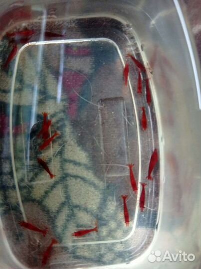 Аквариумные креветки