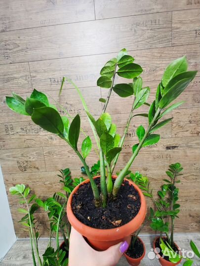 Замиокулькас