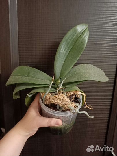 Фаленопсис Phal. I-Hsin Mapple Valley