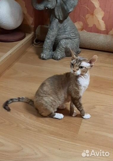 Кошечка Девон рекс