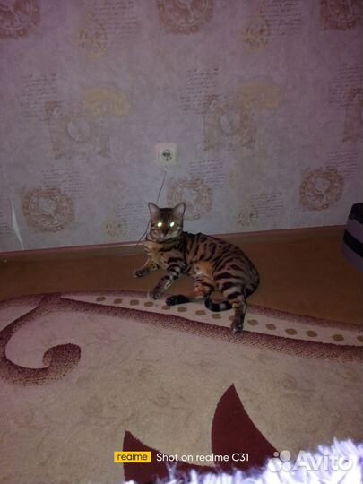 Бенгальский кот