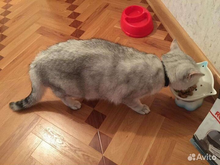 Кошка вислоухая