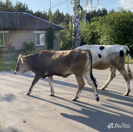 Телка джерси