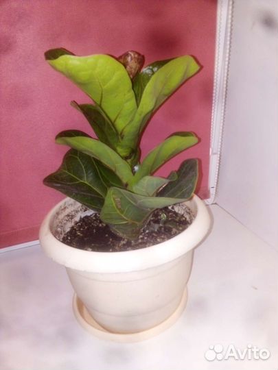 Фикус лирата