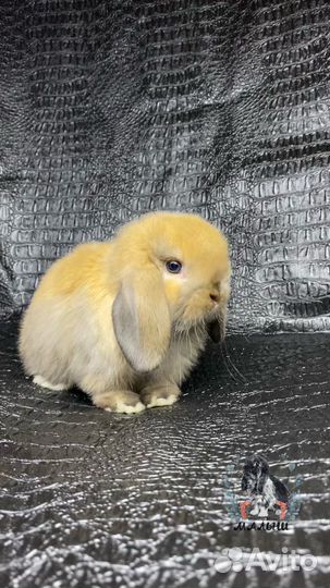 Кролик вислоухий минилоп